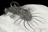 Spiny Quadrops Trilobite - Large For Species #69574-4